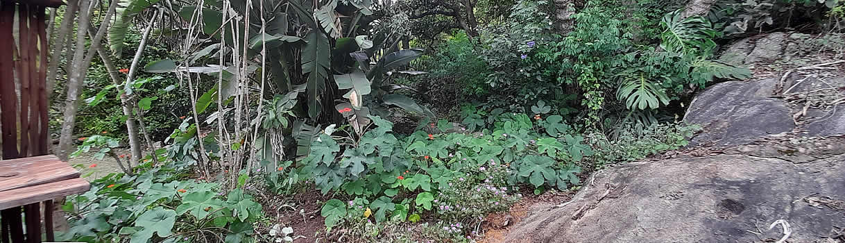 enjoy the our lovely warm Lowveld evenings having a braai surrounded by the shade of trees