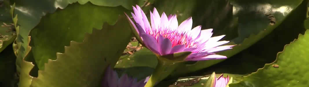 Lowveld Botanical Gardens