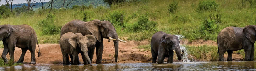 Elephant Whispers Hazyview