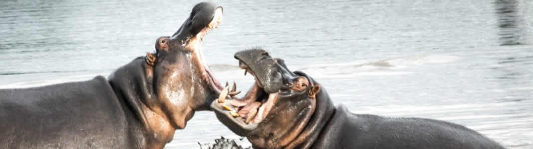 Kruger National Park Safaris